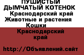 ПУШИСТЫЙ ДЫМЧАТЫЙ КОТЕНОК - Краснодарский край Животные и растения » Кошки   . Краснодарский край